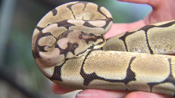 Ball Python Theft