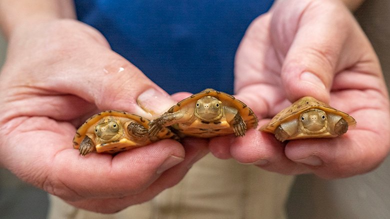Four Eyed Turtles