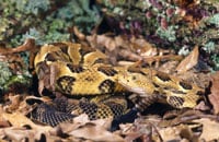 Timber Ratlesnake200