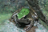 Odorrana Livida 1 200