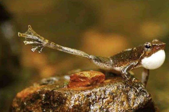 Dancing Frog Image