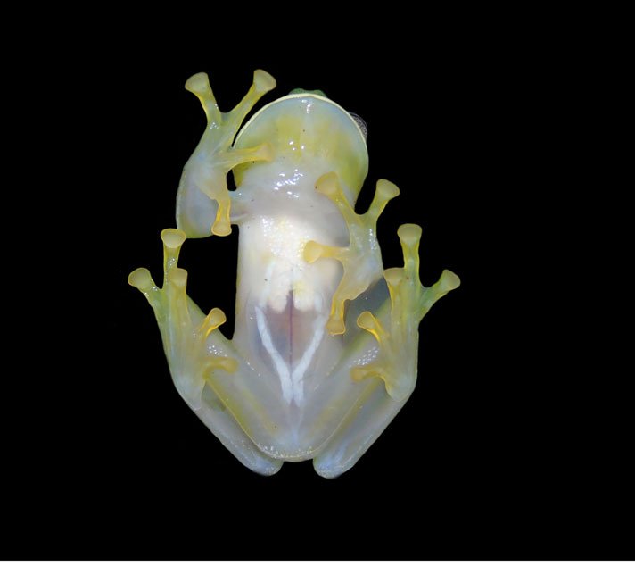 Glass Frog2