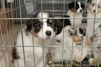 Animal Rights 200px