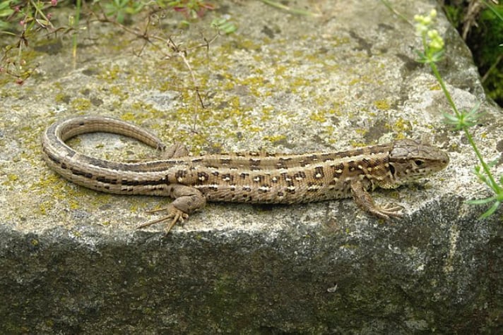 Lacerta Agilis