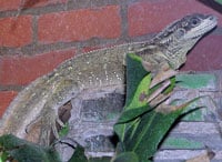 Sailfinlizard200