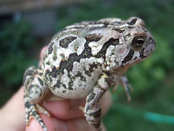 Fowlers Toad