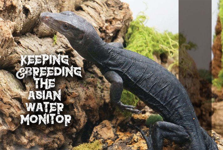 Asian Water Monitor1