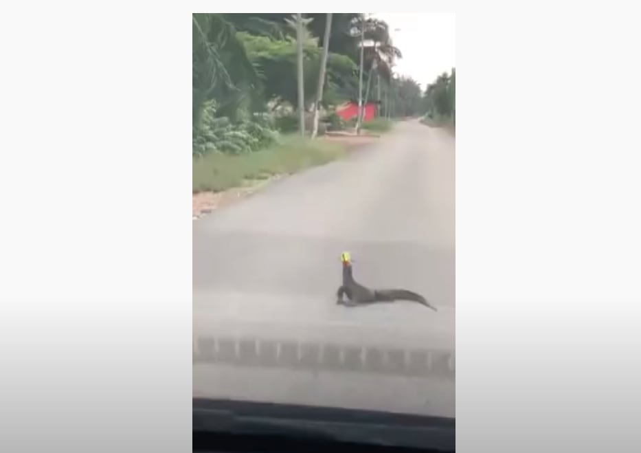 Water Monitor Can Stuck