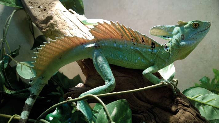 Basilisk Lizard