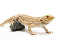 Beardeddragon Healthy200