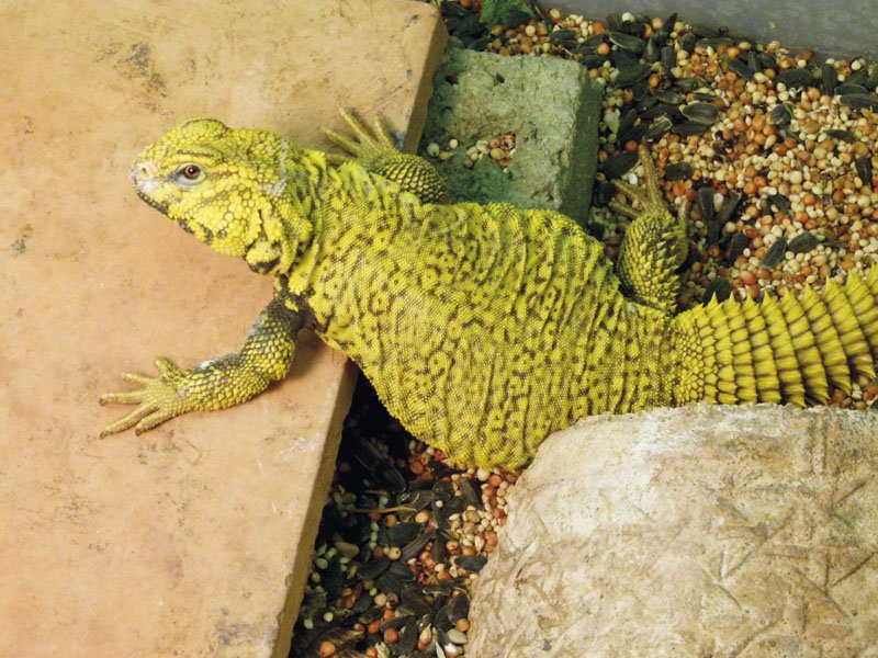 Uromastyx Lizard 1