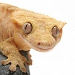 Crested Gecko