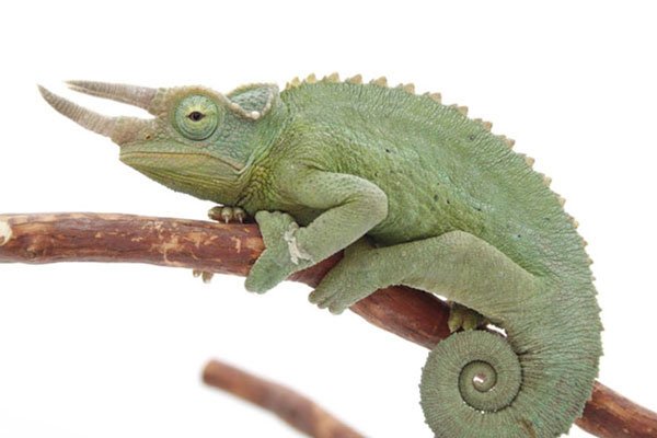 Jacksons Chameleon600