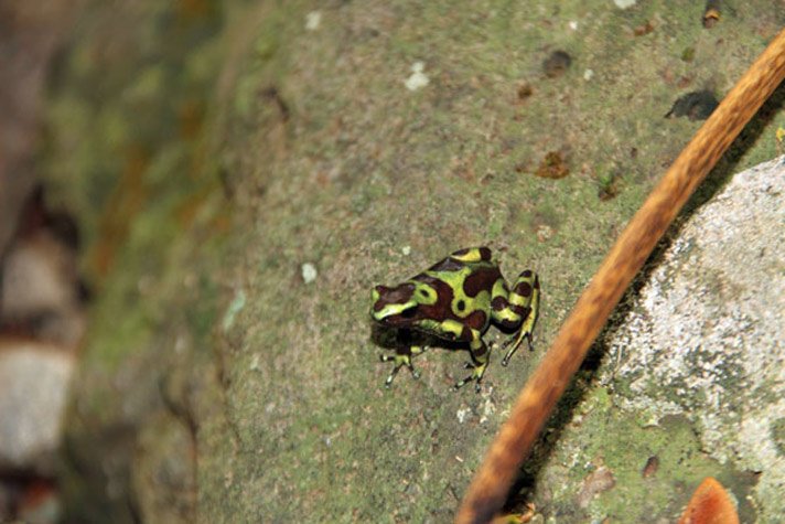 Dendrobates Auratus712