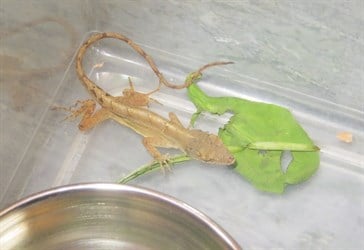 Flo Rida Brown Anole