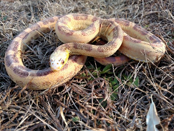 Scaleless Rat Snake