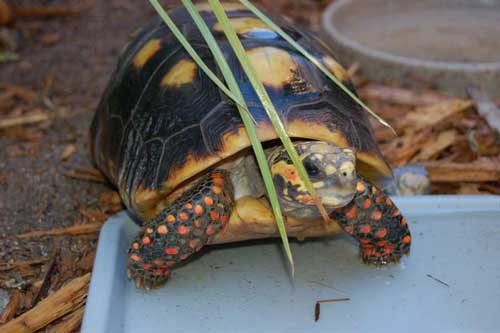 Red Footed Tort 4 500