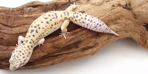 Leopard Geckofattail
