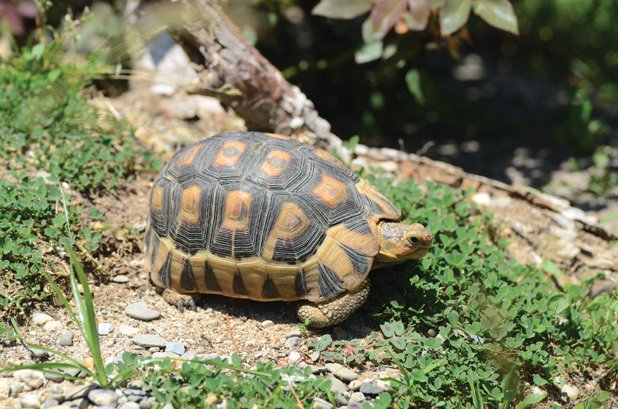 Angulate Tortoise3