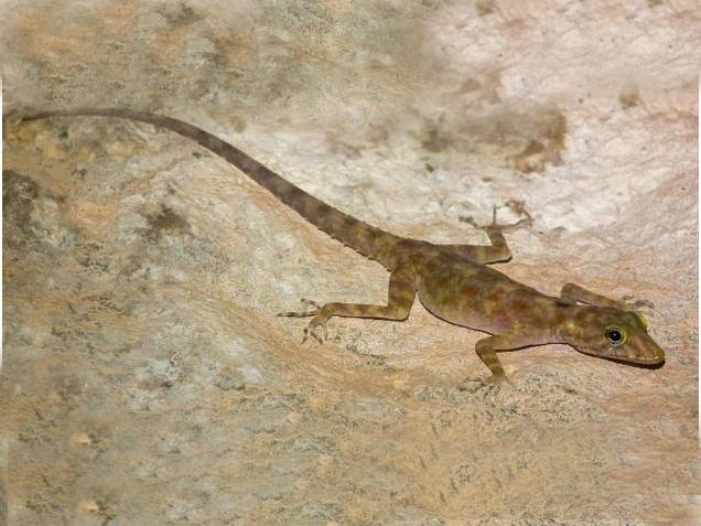 Cnemaspis Adii