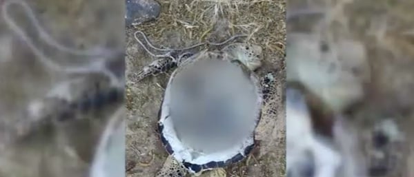 Sea Turtle Mutilation