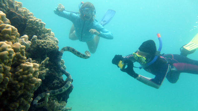 Sea Snakes