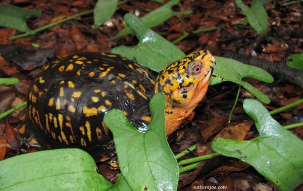 Eastern Box Turtle5