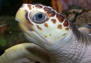 Loggerhead 350