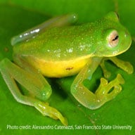 Glassfrog192