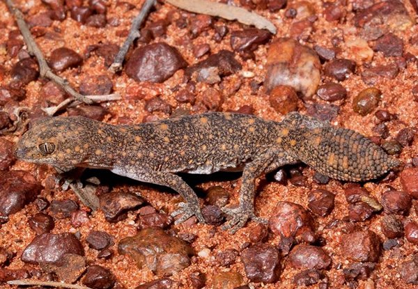 Diplodactylus Ameyi600