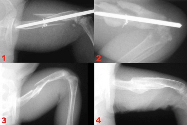 Vet Report1