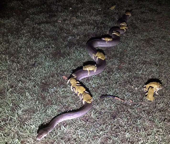 Andew Mock Olive Python