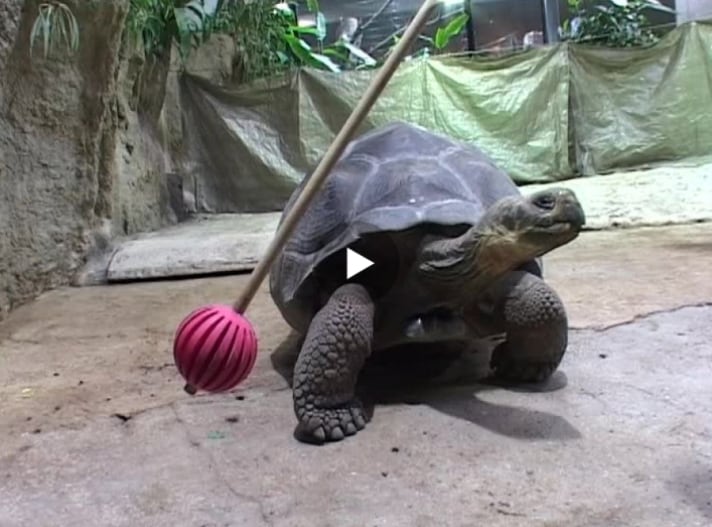 Giant Tortoise Cognition
