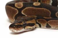 Python 200