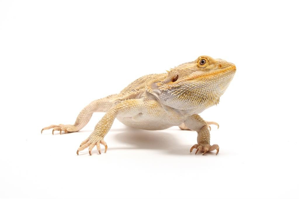 Beardie 200