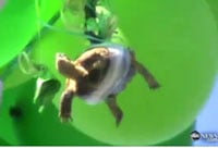Taped Turtle200