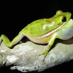 Green Treefrog2