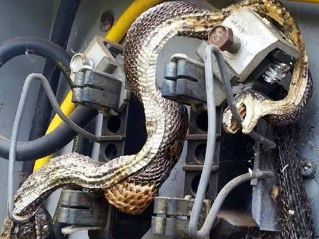 Snake Electrocuted