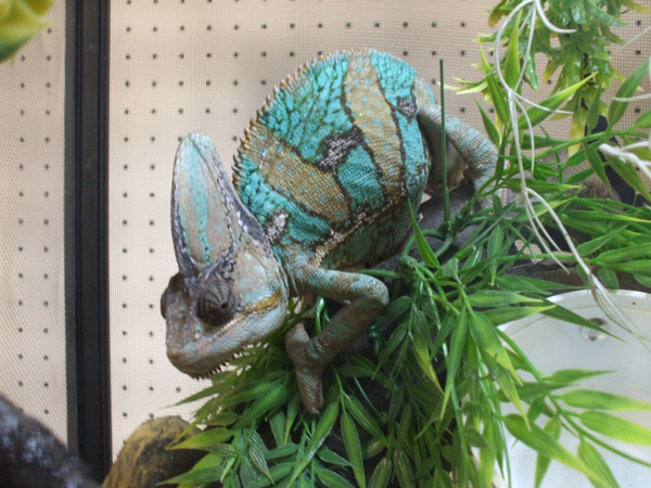 Veiled Chameleon600
