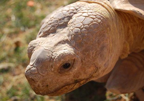 Sulcata Tortoise 1