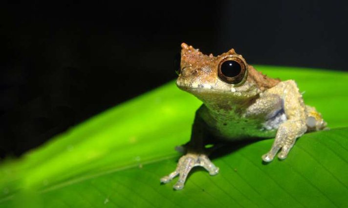 Devils Treefrog