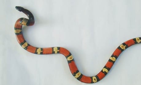False Coral Snake