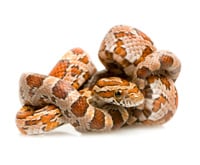 Corn Snake Ball 200