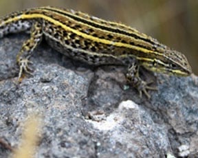 Liolaemus Wari288