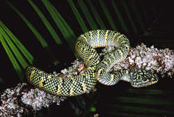 Florida Reptile Park