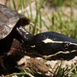 Musk Turtle3