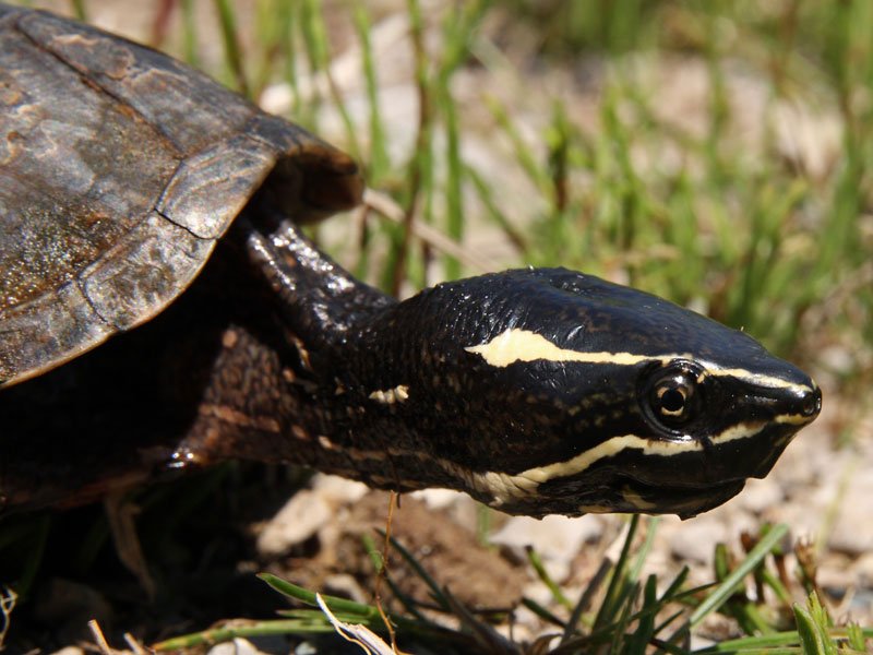 Musk Turtle3