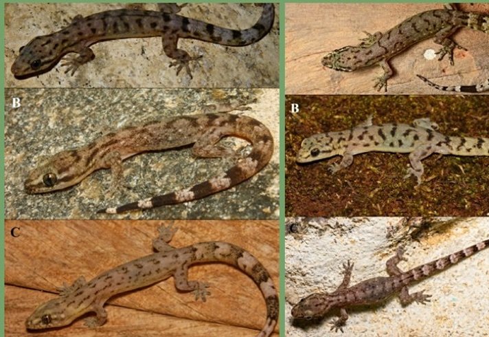 Dravidogecko