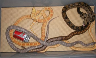 Scott Nellis Snakes338