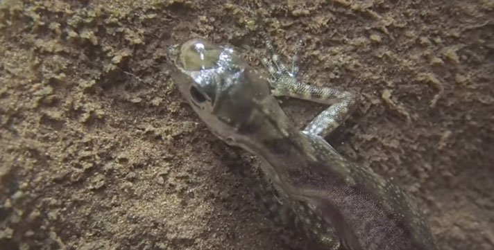 Anolis Aquaticus